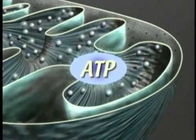 La estructura de la mitocondria | Recurso educativo 750802