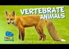 Vertebrate Animals | Educational Video for Kids | Recurso educativo 753744