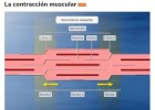 La contracción muscular | Recurso educativo 760297