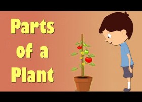 Parts of a Plant | Videos for Kids | Recurso educativo 686867