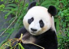 Panda bear | Recurso educativo 767192