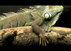 Vertebrates vs. Invertebrates! | Recurso educativo 768662