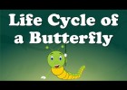 Life Cycle of a Butterfly | Recurso educativo 768815