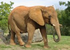 Elephant | Recurso educativo 769553