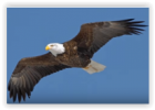 Las águilas más grandes | Recurso educativo 769629