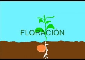 Ciclo de vida de una planta | Recurso educativo 771573