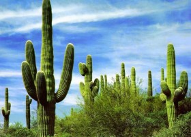 Cactus | Recurso educativo 773432