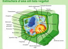 La cèl·lula vegetal | Recurso educativo 774217