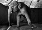 Animales en el circo: a favor o en contra | Recurso educativo 775182