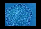 Creixement bacterià vist al microscopi | Recurso educativo 776091