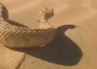 Video of a snake crawling | Recurso educativo 778365