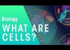 ¿Qué son las células? | Recurso educativo 788161