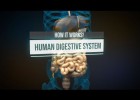 Cómo trabaja el sistema digestivo de los seres humanos | Recurso educativo 788215