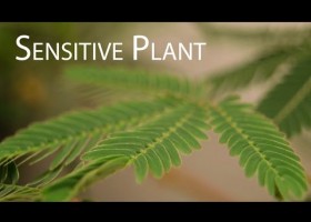 Mimosa pudica | Recurso educativo 788272