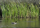 Landscapes - Marshes and wetlands in Andalucia | Recurso educativo 781946