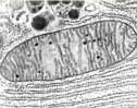 Peroxisomas, glioxisomas y mitocondrias | Recurso educativo 61694