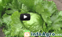 Vídeo: Cultivo de la lechuga (Parte1ª) | Recurso educativo 80792