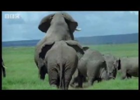 Elephant mating, fighting & pregnancy - BBC Animals | Recurso educativo 92797