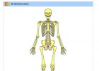 Sistema óseo | Recurso educativo 723941
