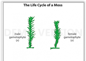 Alternation of generations in moss | Recurso educativo 725828