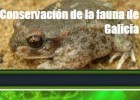 Conservación de la fauna de Galicia - En peligro de extinción (E) | Recurso educativo 734948