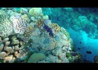 Els esculls de corall i la seva conservació | Recurso educativo 741822