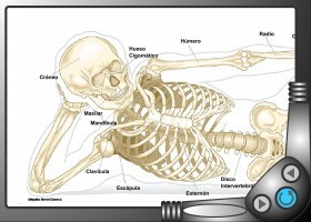 El sistema oseo | Recurso educativo 743626