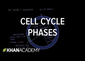 El ciclo celular | Recurso educativo 751928