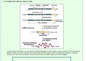 La transcripción | Recurso educativo 756085