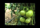 The growth of a tomato plant | Recurso educativo 769120