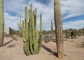 Cactus | Recurso educativo 770262